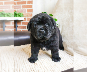 Cavapoo Puppy for sale in SYRACUSE, IN, USA