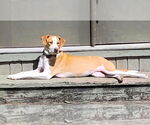 Small #1 Mutt