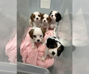 Cavalier King Charles Spaniel Puppy for sale in CADDO MILLS, TX, USA