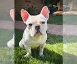 Small #2 French Bulldog