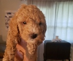 Small Photo #5 Poodle (Miniature) Puppy For Sale in PENSACOLA, FL, USA