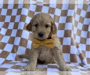 Goldendoodle Puppy for sale in LAKELAND, FL, USA