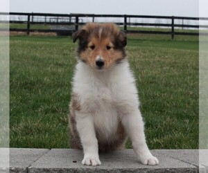 Collie Puppy for sale in FREDERICKSBURG, OH, USA