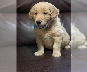 Golden Retriever Puppy for Sale in CATOOSA, Oklahoma USA