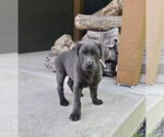 Small #3 Labrador Retriever