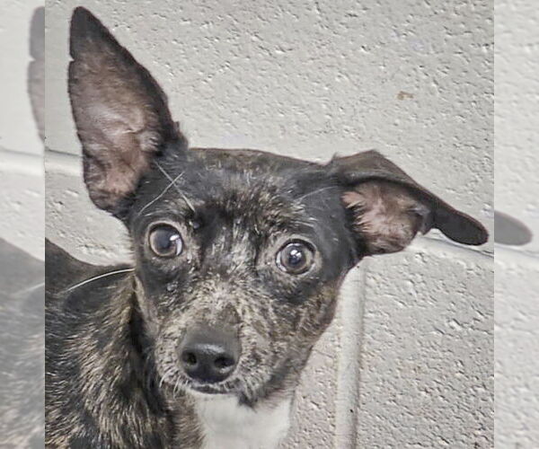 Medium Photo #1 Italian Greyhuahua Puppy For Sale in Huntley, IL, USA