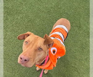 Mutt Dogs for adoption in Las Vegas, NV, USA