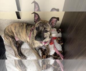 American Pit Bull Terrier-Unknown Mix Dogs for adoption in Saginaw, MI, USA