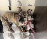 Small American Pit Bull Terrier Mix