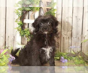 Zuchon Puppy for sale in MOUNT VERNON, OH, USA