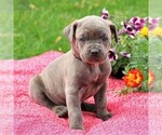 Small Photo #4 Cane Corso Puppy For Sale in MYERSTOWN, PA, USA