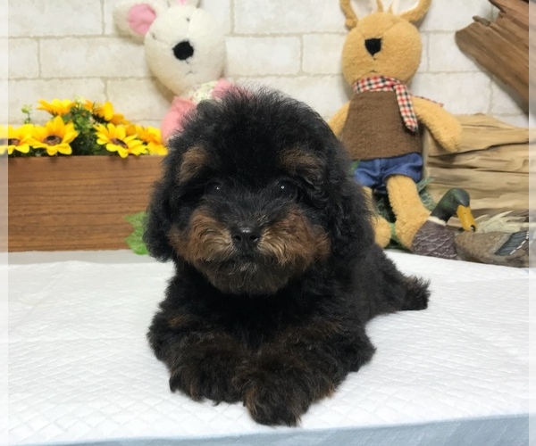 Medium Photo #2 Poodle (Toy) Puppy For Sale in SAN JOSE, CA, USA