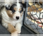 Small Photo #37 Australian Shepherd Puppy For Sale in GREER, SC, USA