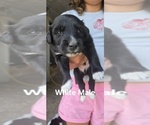 Small Photo #11 English Shepherd Puppy For Sale in NEW CASTLE, IN, USA