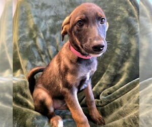 German Shepherd Dog Dogs for adoption in Long Beach, CA, USA