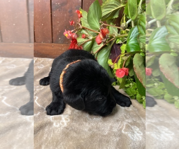 Medium Photo #8 Labrador Retriever Puppy For Sale in NEOLA, WV, USA