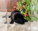 Small #7 Labrador Retriever