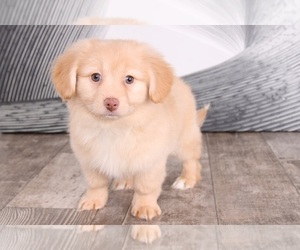 Dameranian Puppy for sale in WESTPOINT, IN, USA