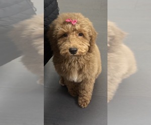 Goldendoodle (Miniature) Puppy for sale in SCHAUMBURG, IL, USA