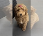 Small Goldendoodle (Miniature)