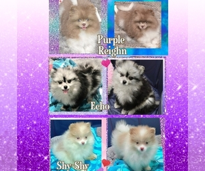 Pomeranian Puppy for sale in KINGMAN, AZ, USA
