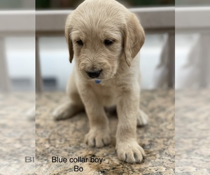 Labradoodle Puppy for sale in BATTLE GROUND, WA, USA