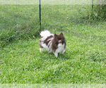 Small Photo #23 Pomeranian Puppy For Sale in PALM BCH GDNS, FL, USA