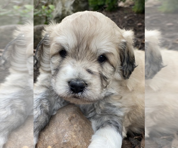 Medium Photo #1 Great Pyrenees-Poodle (Miniature) Mix Puppy For Sale in BOWLING GREEN, OH, USA