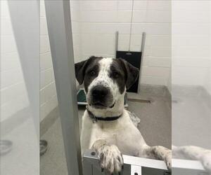 Mutt Dogs for adoption in Fort Collins, CO, USA