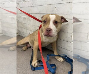 Mutt Dogs for adoption in San Bernardino, CA, USA