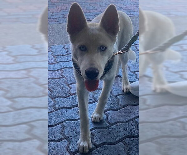 Medium Photo #1 Siberian Husky Puppy For Sale in Rancho Cucamonga, CA, USA