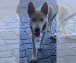 Small Siberian Husky