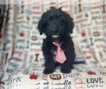 Small Aussiedoodle Miniature 