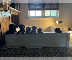 Double Doodle Puppy for sale in RED OAK, OK, USA