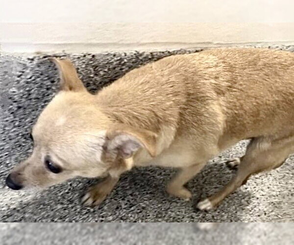 Medium Photo #1 Chihuahua Puppy For Sale in Houston, TX, USA
