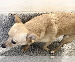 Chihuahua Dogs for adoption in Houston, TX, USA
