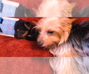 Yorkshire Terrier Puppy for Sale in AKRON, Ohio USA