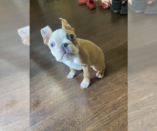 Medium Photo #3 Boston Terrier Puppy For Sale in BEEVILLE, TX, USA