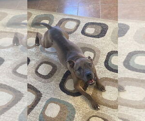 Cookie Boo - Female German Shepherd Dog-Unknown Mix Dog for Adoption - Photo #2