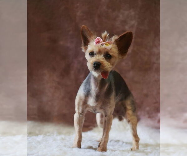 Medium Photo #4 Mutt Puppy For Sale in Pittsburg, CA, USA