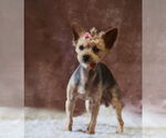 Small #3 Mutt