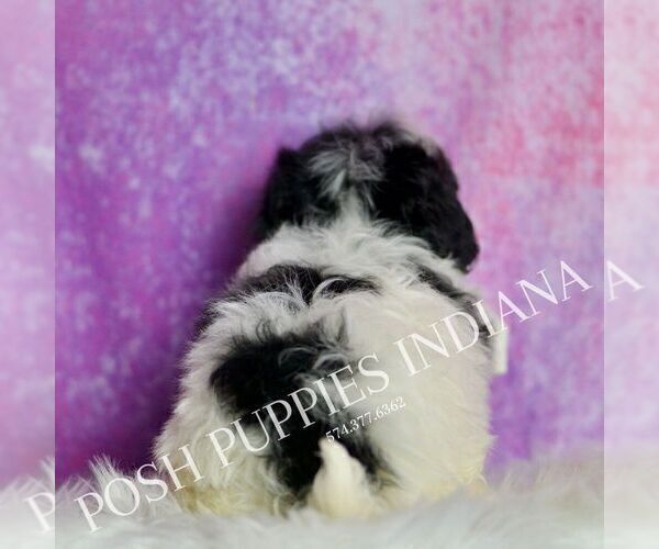 Medium Photo #69 Maltipoo (Miniature) Puppy For Sale in WARSAW, IN, USA