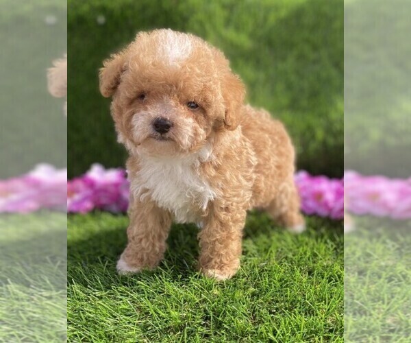 Medium Photo #11 Poodle (Toy) Puppy For Sale in JACKSONVILLE, FL, USA