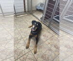 Small #3 Doberman Pinscher