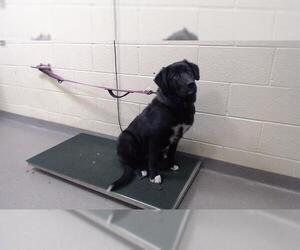 Border Collie-Unknown Mix Dogs for adoption in Denver, CO, USA