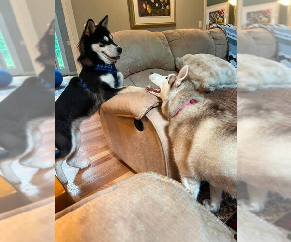 Medium Photo #6 Chow Chow-Siberian Husky Mix Puppy For Sale in Severn, MD, USA