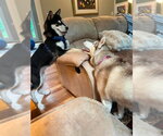 Small #5 Chow Chow-Siberian Husky Mix