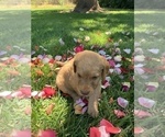 Small Photo #16 Labradoodle Puppy For Sale in DURHAM, CA, USA