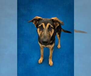 COOKIE - Female Shepradors Dog for Adoption