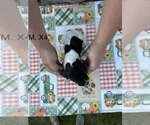Small Photo #29 German Shorthaired Pointer Puppy For Sale in ARGONNE, WI, USA